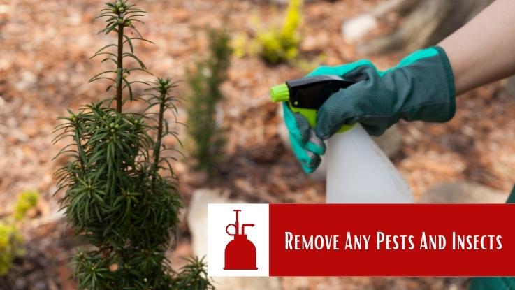 Remove Any Pests And Insects