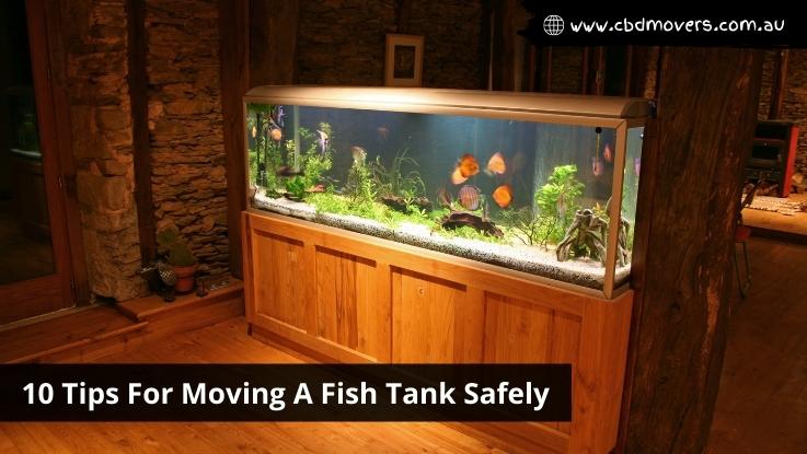 10 Tips For Moving A Fish Tank Safely