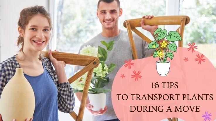 16 Tips To Transport Plants During A Move