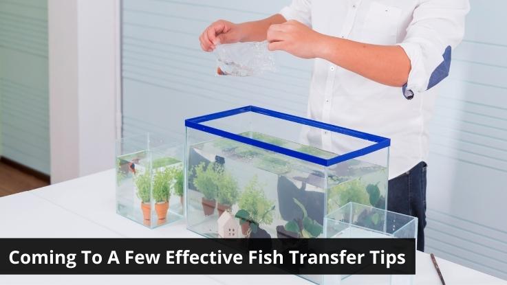 Coming To A Few Effective Fish Transfer Tips