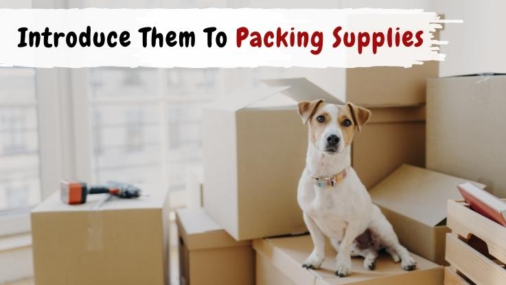 Introduce Them To Packing Supplies