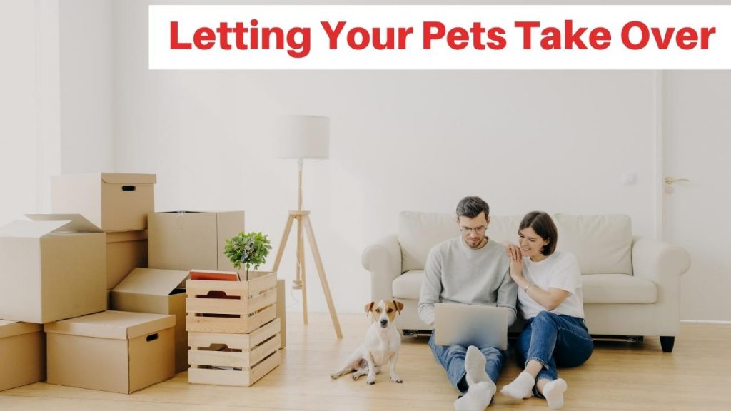 Letting Your Pets Take Over