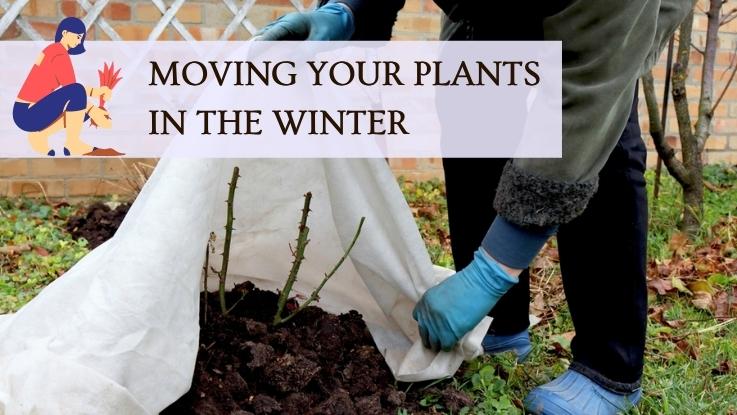 Moving Your Plants In The Winter