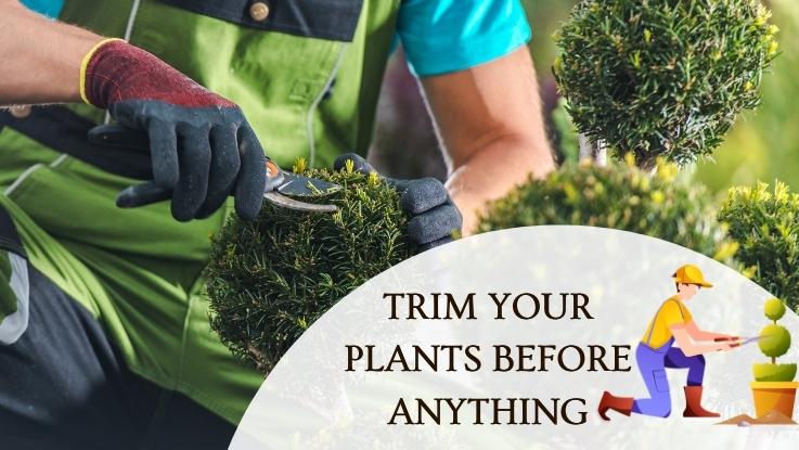 Trim Your Plants Before Anything