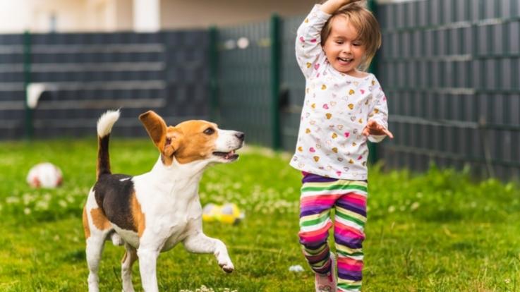 Keep Your Pets And Kids Occupied