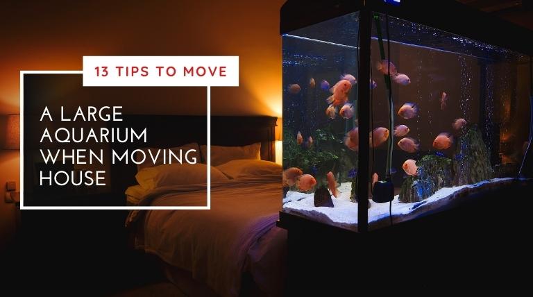 13 Tips To Move A Large Aquarium When Moving House