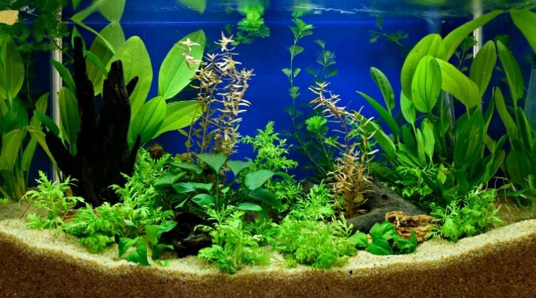 Protect Your Aquarium Decor