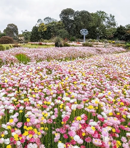Australian Botanic Garden Mount Annan