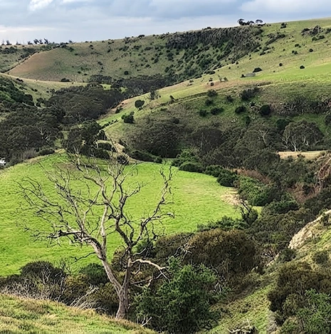 Jacksons Creek